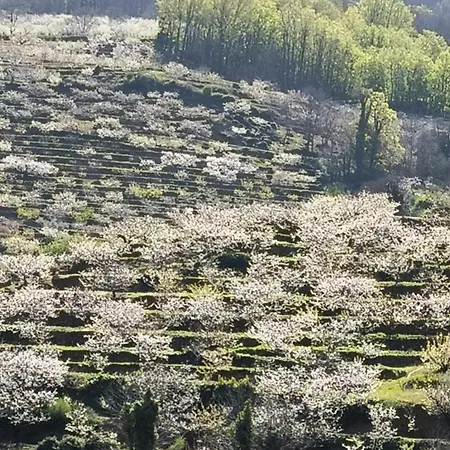 Naranjos De Apartamento Jerte
