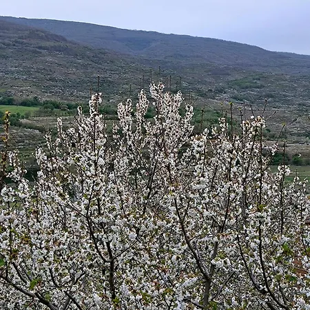 Naranjos De Apartament *