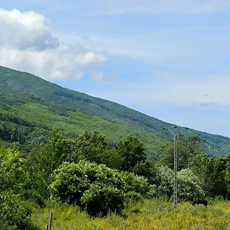 Naranjos De