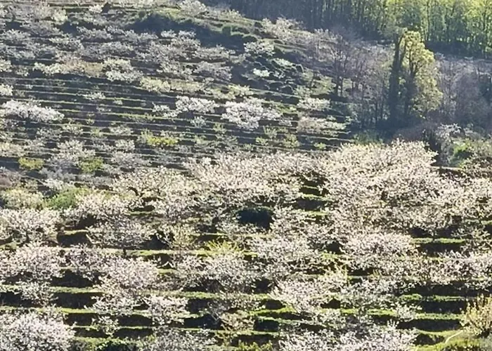 Naranjos De Apartamento Jerte