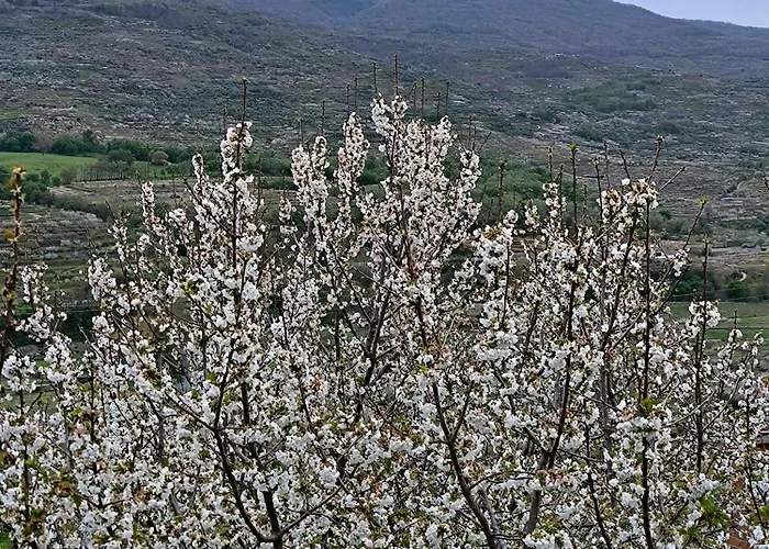 Naranjos De Apartamento *